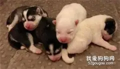 哈士奇生了一窝可爱的宝宝，然而这颜值...一言难尽了！