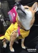 柴犬被迫营业当外卖小哥，没想到点餐人数暴增，差点累死主人！