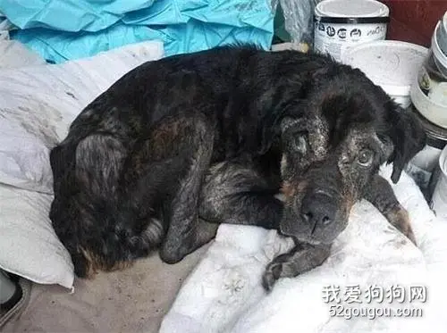 陪在主人身边15年的狗狗竟然被这样残忍对待