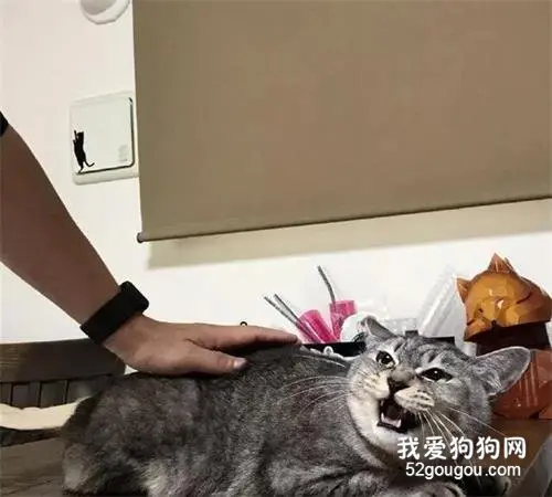 这只猫平常看上去脾气不错，唯独粑粑靠近，它就…