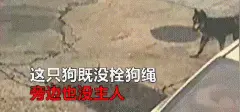 女子遭大狗围追爬上车顶被迫赔钱，狗主人却跑了！