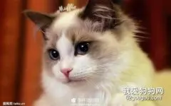 猫的寿命是多少年?