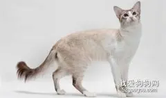 巴厘猫怎么看是否纯种?