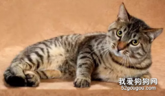 中华田园猫有哪些品种?