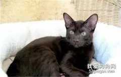 哈瓦那棕猫挑选技巧