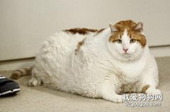 猫太胖了怎么办 告诉你防治猫咪肥胖症的方法