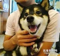 黑柴第一次看到胎动，它的反应让女主人笑喷：它肯定想吃我儿子！