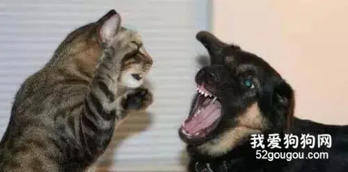 为什么猫和狗打架狗总是打不过猫？