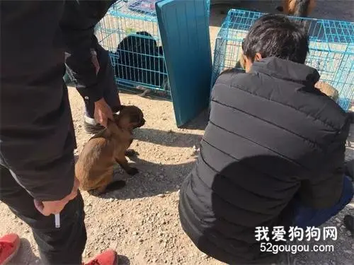 马犬400块钱被主人卖给狗贩，最后的动作感动了所有人