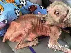 你敢相信吗？有些狗狗，连怎么吃东西都忘了