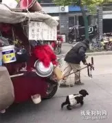 小狗卖力帮主人拉车被网友拍下：狗狗永远都不会嫌弃主人