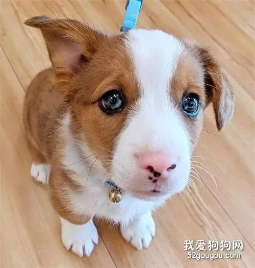 8只可爱的混血狗狗，基因的力量真的强！