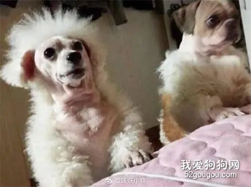 麻烦给宠物主子剃毛的时候留点面子好吗！哈哈哈哈笑喷了！
