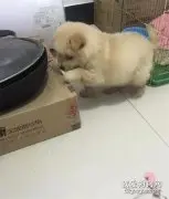 狗狗偷吃东西时发现主人在自己身后，顿时变得超委屈
