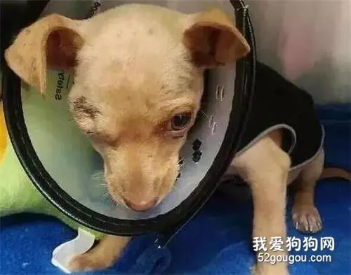 狗狗被主人弄瞎一只眼睛，但是它却走上了人生巅峰