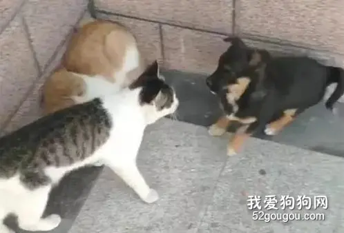 猫咪看到狗在欺负同类，二话不说冲上去，狗瞬间认怂：猫哥，我错了！