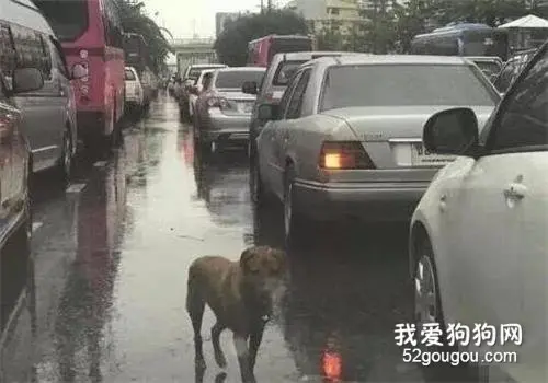 狗狗冒雨扒车，受尽白眼，只为寻找自己的主人
