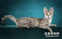 名贵猫品种 这三种猫一般人养不起