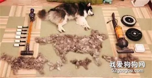 主人花了一个小时，居然让一只阿拉斯加变成了6只，太厉害了！