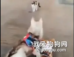 遛狗遇到猫,主人和狗落荒而逃