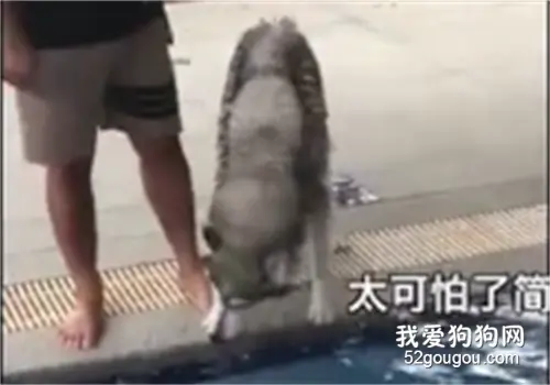 一条狗能怂到什么程度？