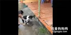 狗狗被主人砍断前腿只因犯了一个小错，邻居不劝阻甚至还在一旁拍视频