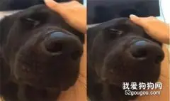 这是狗子还是孩子啊？脑袋撞到玻璃，立马找主人求安慰！