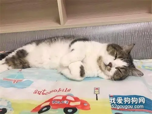 为了叫铲屎官起床，猫猫把她的眉毛舔…舔秃了？？？