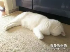 网友出门前对猫说了3遍“我去上班了”，而猫的反应…