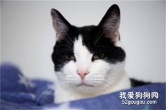 日本短尾猫怎么挑选?