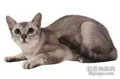 波米拉猫怎么看纯不纯?