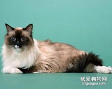 缅甸猫外形有什么特征?