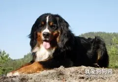 瑞士伯恩山犬性格怎么样?