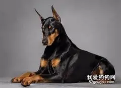 大丹犬的性格好不好?