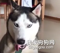 末将哈士奇，愿世代为拆家赴汤蹈火，在所不辞！