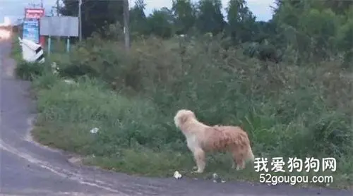 狗狗在公路边苦等主人四年，终于等到的那天，它却不跟主人走了……