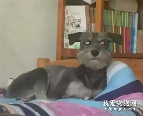 二哈和泰迪霍霍出的汪丑到哭，求主人心理阴影面积！
