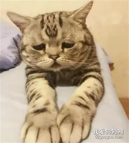 猫也会自杀吗？如何预防猫咪的抑郁症？