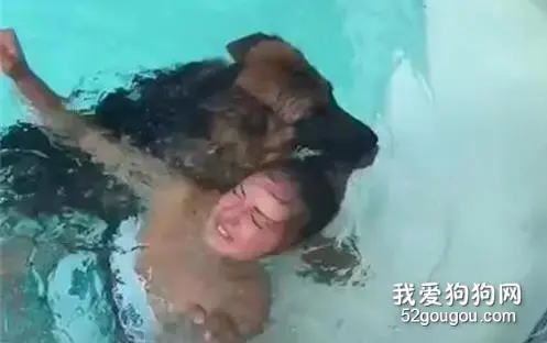 主人假装溺水，德牧立马下水去救她，但下一秒却悲剧了！