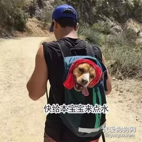 想带狗狗去爬山？做好这五件事，才是愉快的旅行