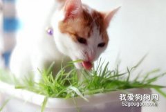 如何让猫咪不吃植物?