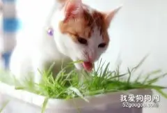 如何让猫咪不吃植物?