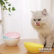 如何防止猫咪挑食 猫咪挑食解决办法