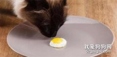 猫能吃蛋清吗 猫咪偷偷吃蛋清一定要制止