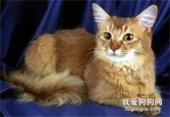 索马里猫怎么养 索马里猫饲养技巧？