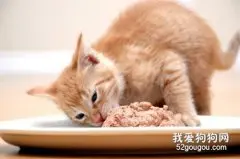 猫咪可以吃甜食吗?