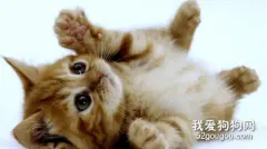 猫咪吃太多肚子胀气怎么办?