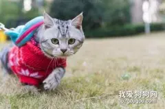 猫咪需要遛吗？遛猫需要注意些什么