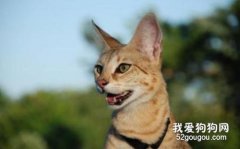 热带草原猫有什么特征 萨凡猫特征介绍