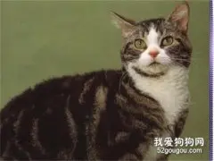 美国硬毛猫特征有哪些?